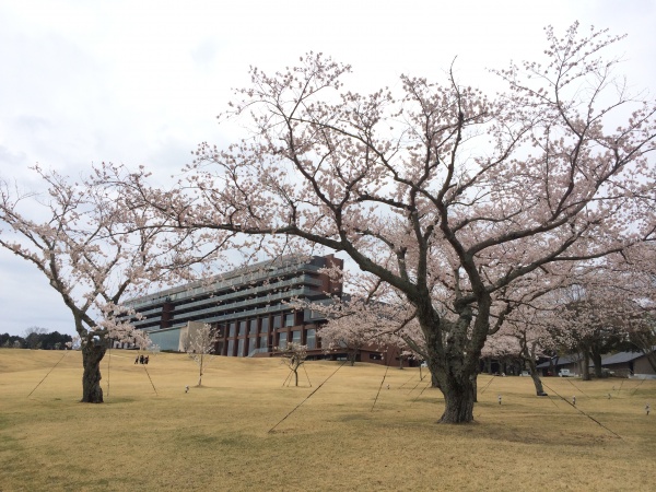 日本平ホテル庭の桜
