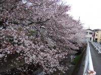 散歩途中の桜
