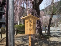 400年の樹齢の枝垂桜