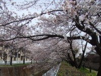 川べりの桜
